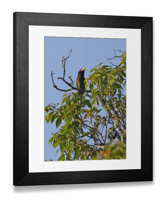 Framed Print : Great Barbet (Megalaima virens) adult male, calling, perched at top of tree, Kaeng Krachan N. P. Thailand, february Framed Print : Great Barbet (Megalaima virens) adult male, calling, perched at top of tree, Kaeng Krachan N. P. Thailand, february