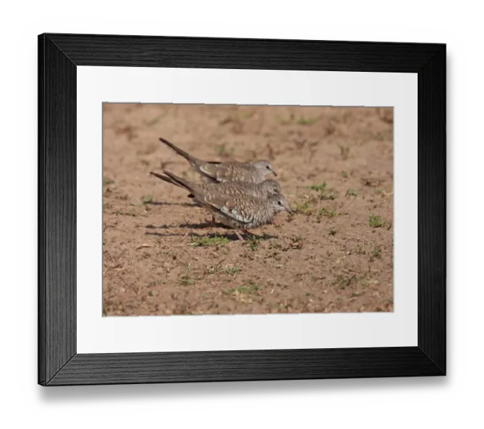 Framed Print : Scaled Dove (Columbina squammata) three adults, foraging on ground, Pouso Alegre, Mato Grosso, Brazil, september Framed Print : Scaled Dove (Columbina squammata) three adults, foraging on ground, Pouso Alegre, Mato Grosso, Brazil, september