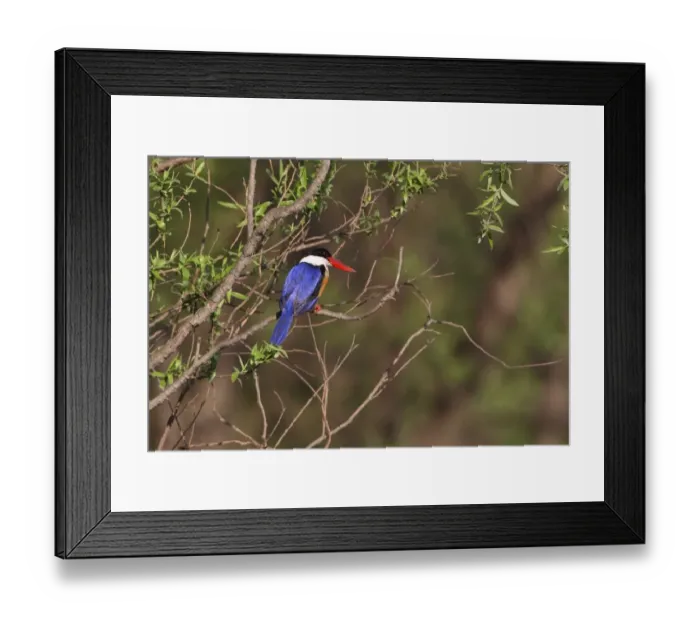 Framed Print : Black-capped Kingfisher (Halcyon pileata) adult, perched on branch, Beidaihe, Hebei, China, may Framed Print : Black-capped Kingfisher (Halcyon pileata) adult, perched on branch, Beidaihe, Hebei, China, may