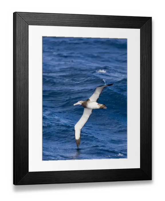 Framed Print : Antipodean Albatross (Diomedea antipodensis) immature, in low flight over sea, Southern Ocean, between Falkland Islands and South Georgia, october Framed Print : Antipodean Albatross (Diomedea antipodensis) immature, in low flight over sea, Southern Ocean, between Falkland Islands and South Georgia, october