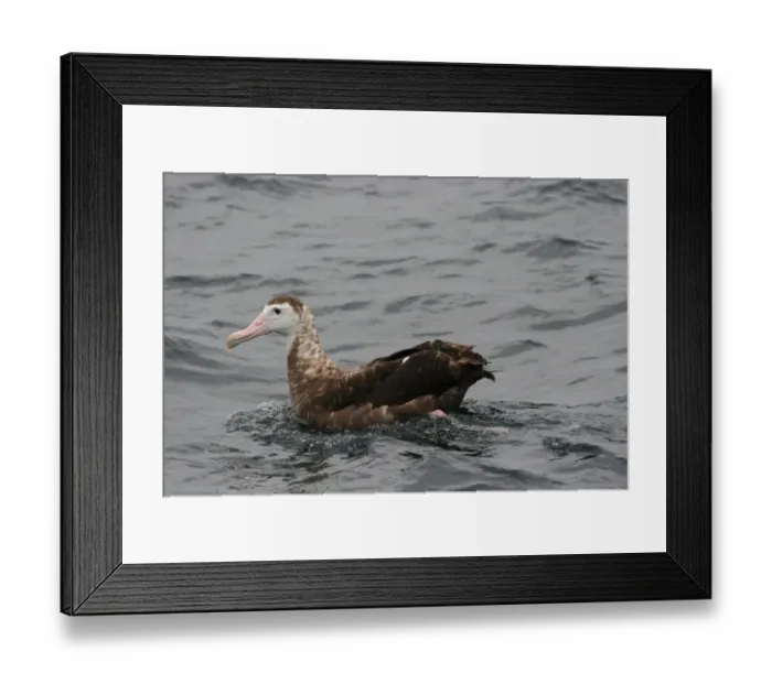 Framed Print : Antipodean Albatross (Diomedea antipodensis) immature, swimming, off Quintero, Chile, november Framed Print : Antipodean Albatross (Diomedea antipodensis) immature, swimming, off Quintero, Chile, november