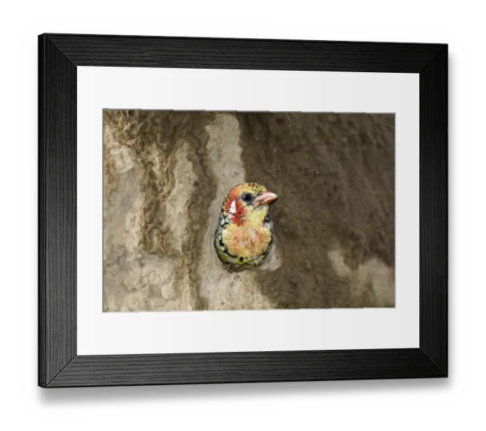 Framed Print : Red-and-yellow Barbet (Trachyphonus erythrocephalus) adult, at nesthole entrance in termite mound, Lake Baringo