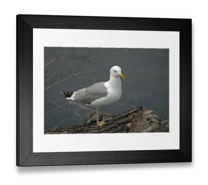 Framed Print : Caspian Gull (Larus cachinnans) adult, summer plumage, standing on log beside water, Tulcea, Danube Delta, Dobrogea, Romania, may Framed Print : Caspian Gull (Larus cachinnans) adult, summer plumage, standing on log beside water, Tulcea, Danube Delta, Dobrogea, Romania, may