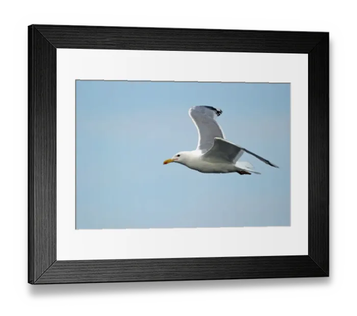 Framed Print : Caspian Gull (Larus cachinnans) adult, summer plumage, in flight, Tulcea, Danube Delta, Dobrogea, Romania, may Framed Print : Caspian Gull (Larus cachinnans) adult, summer plumage, in flight, Tulcea, Danube Delta, Dobrogea, Romania, may