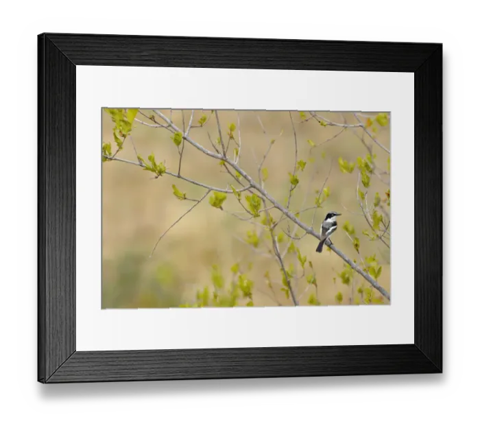 Framed Print : Chinspot Batis (Batis molitor) adult, perched on branch, Balule Reserve, Limpopo Province, South Africa Framed Print : Chinspot Batis (Batis molitor) adult, perched on branch, Balule Reserve, Limpopo Province, South Africa