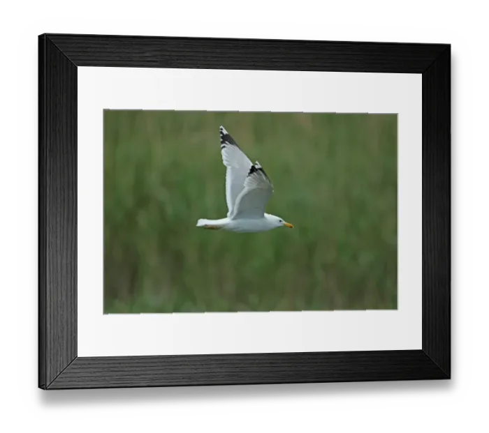 Framed Print : Caspian Gull (Larus cachinnans) adult, summer plumage, in flight, Tulcea, Danube Delta, Dobrogea, Romania, may Framed Print : Caspian Gull (Larus cachinnans) adult, summer plumage, in flight, Tulcea, Danube Delta, Dobrogea, Romania, may