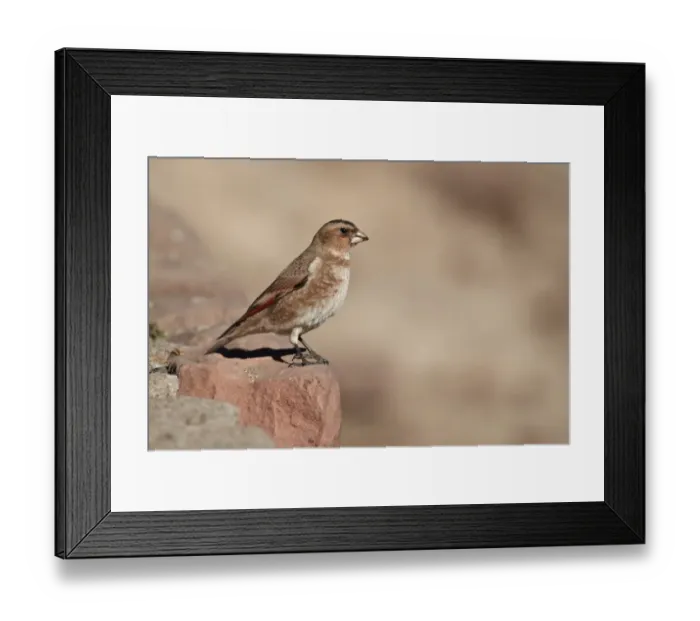 Framed Print : Crimson-winged Finch (Rhodopechys sanguinea aliena) North African Subspecies, adult male, standing on rock, Oukaimeden, Morocco, february Framed Print : Crimson-winged Finch (Rhodopechys sanguinea aliena) North African Subspecies, adult male, standing on rock, Oukaimeden, Morocco, february