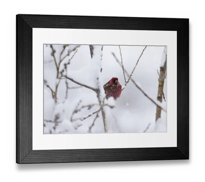 Framed Print : Great Rosefinch (Carpodacus rubicilla) adult male, perched on twig in snow, Kazbegi, Great Caucasus, Caucasus Mountains, Georgia, april Framed Print : Great Rosefinch (Carpodacus rubicilla) adult male, perched on twig in snow, Kazbegi, Great Caucasus, Caucasus Mountains, Georgia, april