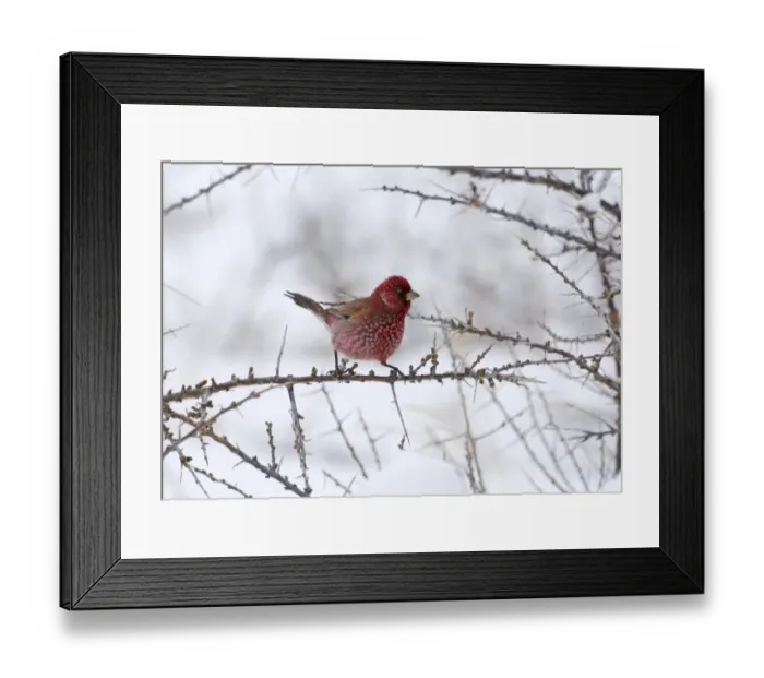 Framed Print : Great Rosefinch (Carpodacus rubicilla) adult male, perched on twig in snow, Kazbegi, Great Caucasus, Caucasus Mountains, Georgia, april Framed Print : Great Rosefinch (Carpodacus rubicilla) adult male, perched on twig in snow, Kazbegi, Great Caucasus, Caucasus Mountains, Georgia, april