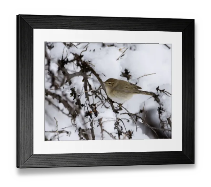 Framed Print : Mountain Chiffchaff (Phylloscopus sindianus lorenzii) adult, perched on twig in snow, Kazbegi, Caucasus Mountains, Georgia, april Framed Print : Mountain Chiffchaff (Phylloscopus sindianus lorenzii) adult, perched on twig in snow, Kazbegi, Caucasus Mountains, Georgia, april