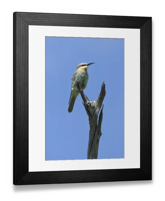 Framed Print : Blue-cheeked Bee-eater (Merops persicus) adult, perched on dead branch, Okavango Delta, Botswana Framed Print : Blue-cheeked Bee-eater (Merops persicus) adult, perched on dead branch, Okavango Delta, Botswana