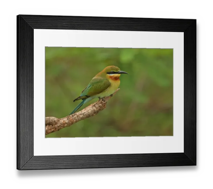 Framed Print : Blue-tailed Bee-eater (Merops philippinus) adult, perched on branch, Sri Lanka, december Framed Print : Blue-tailed Bee-eater (Merops philippinus) adult, perched on branch, Sri Lanka, december