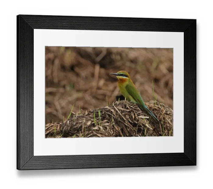 Framed Print : Blue-tailed Bee-eater (Merops philippinus) adult, standing on mound of vegetation, Sri Lanka, december Framed Print : Blue-tailed Bee-eater (Merops philippinus) adult, standing on mound of vegetation, Sri Lanka, december