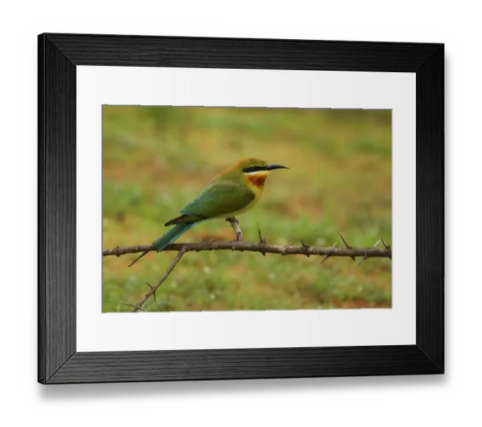 Framed Print : Blue-tailed Bee-eater (Merops philippinus) adult, perched on twig, Sri Lanka, december Framed Print : Blue-tailed Bee-eater (Merops philippinus) adult, perched on twig, Sri Lanka, december