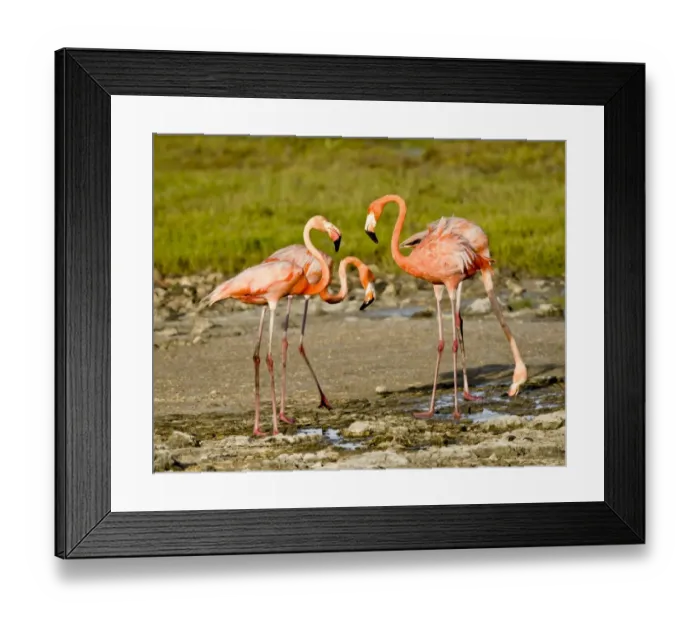 Framed Print : Caribbean Flamingo (Phoenicopterus ruber) four adults, drinking from small freshwater pools, Bonaire, Leeward Antilles, Lesser Antilles, Caribbean Framed Print : Caribbean Flamingo (Phoenicopterus ruber) four adults, drinking from small freshwater pools, Bonaire, Leeward Antilles, Lesser Antilles, Caribbean