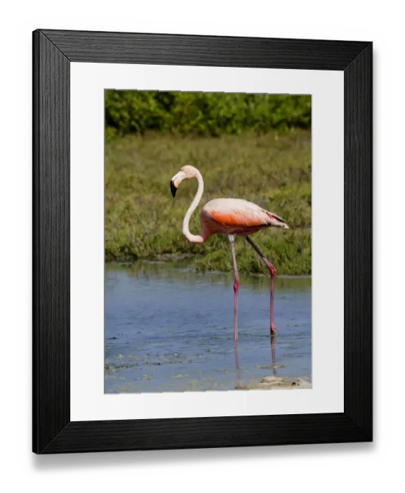 Framed Print : Caribbean Flamingo (Phoenicopterus ruber) adult, wading in lake margin, Bonaire, Leeward Antilles, Lesser Antilles, Caribbean Framed Print : Caribbean Flamingo (Phoenicopterus ruber) adult, wading in lake margin, Bonaire, Leeward Antilles, Lesser Antilles, Caribbean