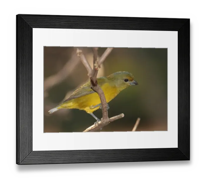 Framed Print : Violaceous Euphonia (Euphonia violacea) adult female, perched on twig, Puerto Iguazu, Misiones, Argentina, april Framed Print : Violaceous Euphonia (Euphonia violacea) adult female, perched on twig, Puerto Iguazu, Misiones, Argentina, april