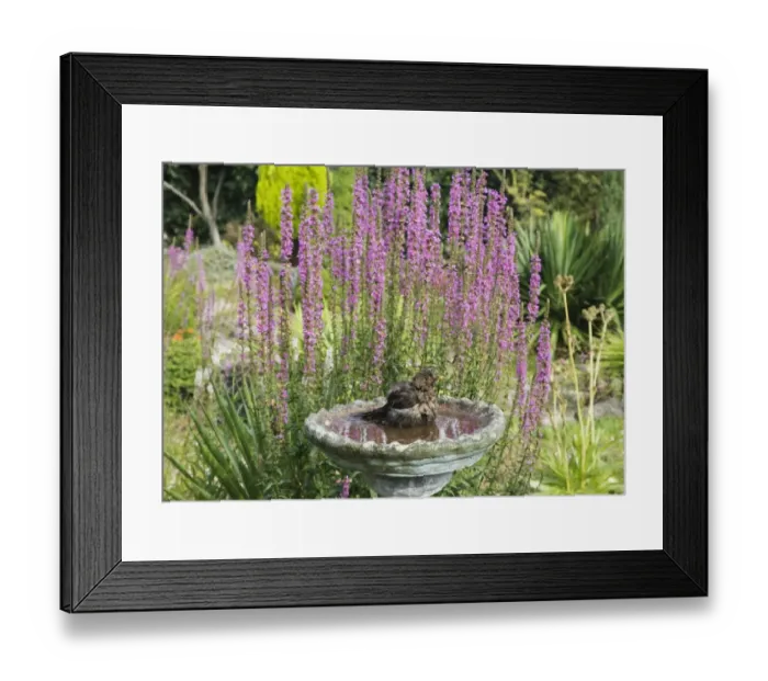 Framed Print : European Blackbird (Turdus merula) adult female, bathing in garden birdbath, Essex, England, august Framed Print : European Blackbird (Turdus merula) adult female, bathing in garden birdbath, Essex, England, august