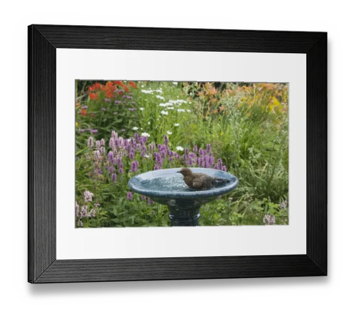 Framed Print : European Blackbird (Turdus merula) juvenile, bathing in garden birdbath, Essex, England, july Framed Print : European Blackbird (Turdus merula) juvenile, bathing in garden birdbath, Essex, England, july