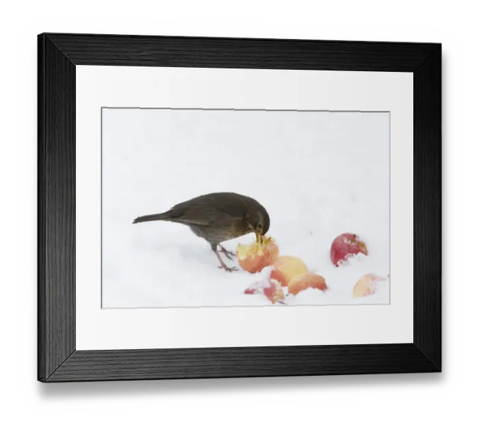 Framed Print : European Blackbird (Turdus merula) adult female, feeding on apples in snow, Essex, England, january Framed Print : European Blackbird (Turdus merula) adult female, feeding on apples in snow, Essex, England, january