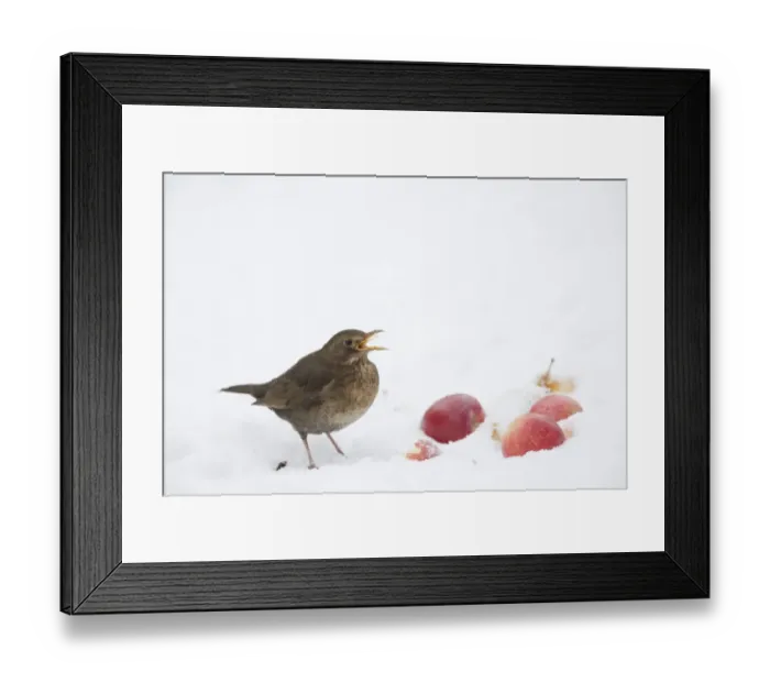 Framed Print : European Blackbird (Turdus merula) adult female, feeding on apples in snow, Essex, England, january