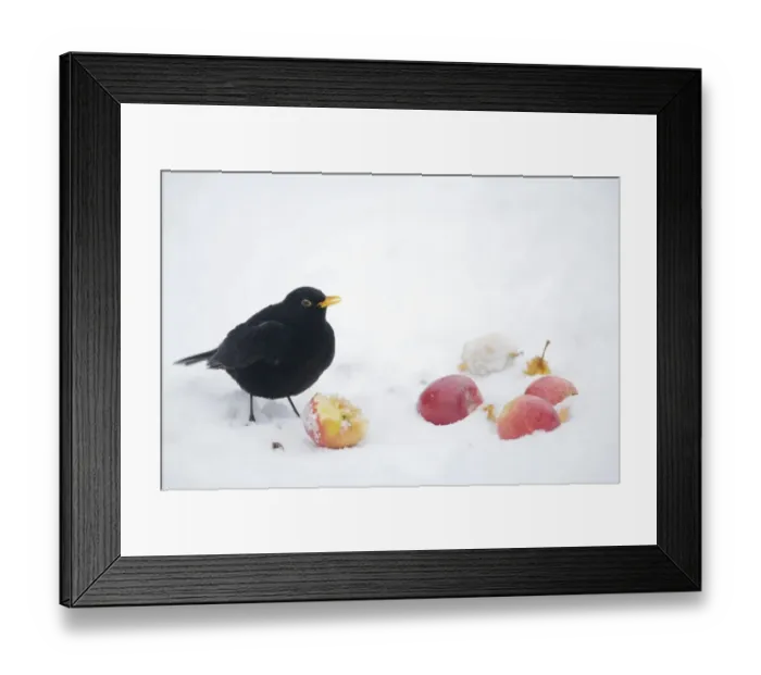 Framed Print : European Blackbird (Turdus merula) adult male, feeding on apples in snow, Essex, England, january Framed Print : European Blackbird (Turdus merula) adult male, feeding on apples in snow, Essex, England, january