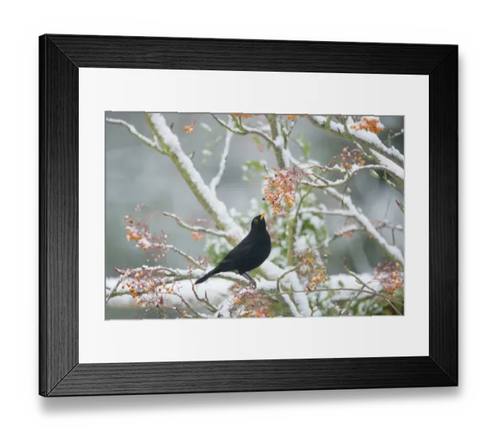 Framed Print : European Blackbird (Turdus merula) adult male, feeding on berries, perched on snow covered rowan tree in garden, Essex, England, december Framed Print : European Blackbird (Turdus merula) adult male, feeding on berries, perched on snow covered rowan tree in garden, Essex, England, december