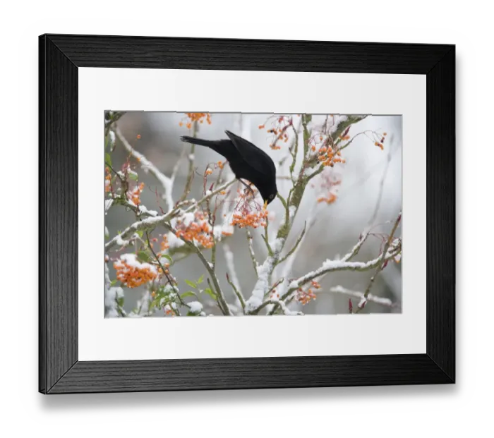 Framed Print : European Blackbird (Turdus merula) adult male, feeding on berries, perched on snow covered rowan tree in garden, Essex, England, december Framed Print : European Blackbird (Turdus merula) adult male, feeding on berries, perched on snow covered rowan tree in garden, Essex, England, december