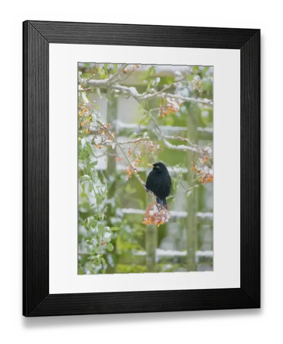Framed Print : European Blackbird (Turdus merula) adult male, feeding on berries, perched on snow covered rowan tree in garden, Essex, England, december Framed Print : European Blackbird (Turdus merula) adult male, feeding on berries, perched on snow covered rowan tree in garden, Essex, England, december