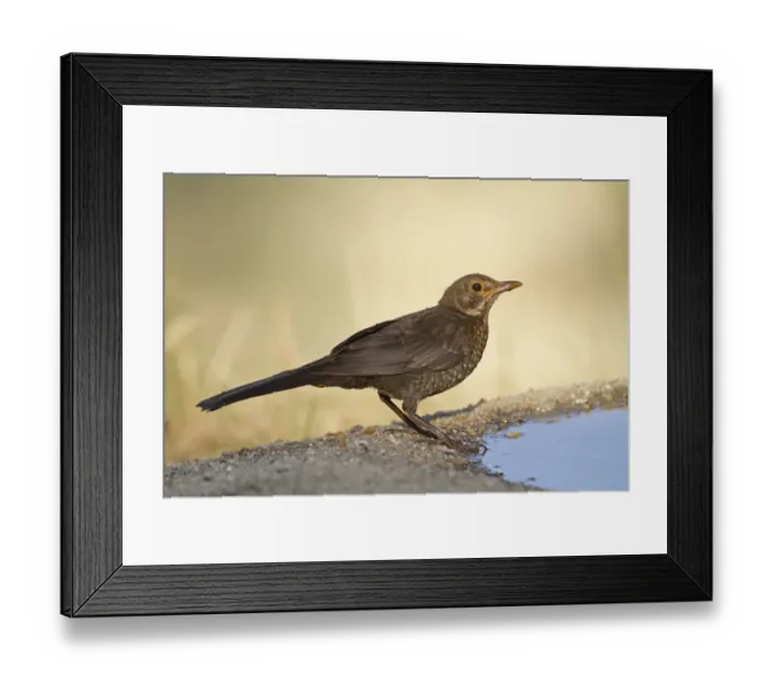 Framed Print : European Blackbird (Turdus merula) immature, drinking at pool, Northern Spain, july Framed Print : European Blackbird (Turdus merula) immature, drinking at pool, Northern Spain, july