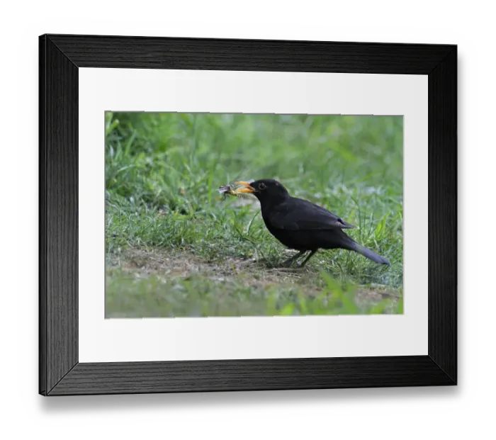 Framed Print : European Blackbird (Turdus merula) adult male, feeding on Broad-bodied Chaser (Libellula depressa) prey, tossing up to adjust position in beak, standing on lawn near garden pond, Bentley, Suffolk, England, may Framed Print : European Blackbird (Turdus merula) adult male, feeding on Broad-bodied Chaser (Libellula depressa) prey, tossing up to adjust position in beak, standing on lawn near garden pond, Bentley, Suffolk, England, may