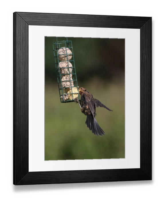 Framed Print : European Blackbird (Turdus merula) immature male, feeding at fat feeder, Norfolk, England, august Framed Print : European Blackbird (Turdus merula) immature male, feeding at fat feeder, Norfolk, England, august