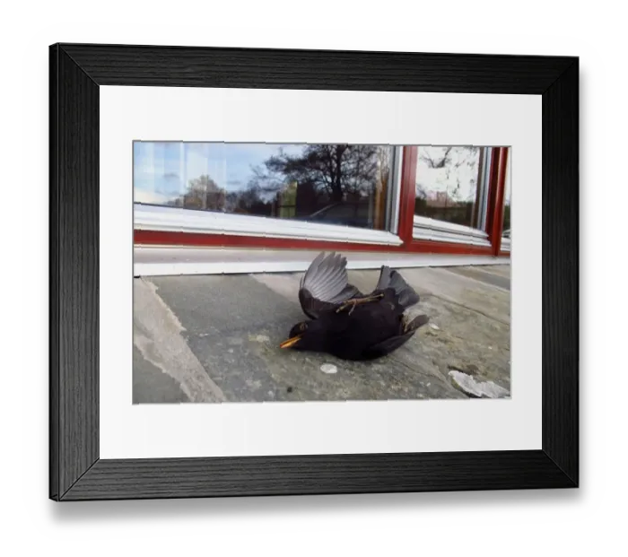 Framed Print : European Blackbird (Turdus merula) dead adult male, killed after collision with window, Scotland, november Framed Print : European Blackbird (Turdus merula) dead adult male, killed after collision with window, Scotland, november