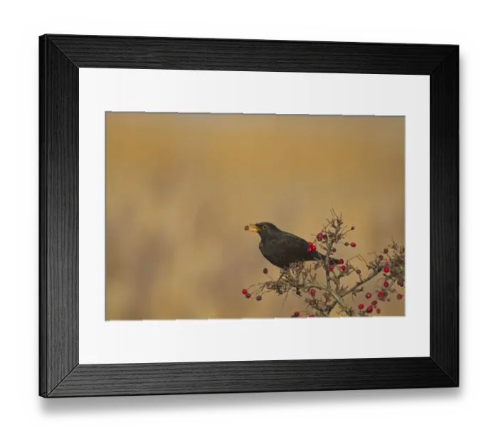 Framed Print : European Blackbird (Turdus merula) adult male, feeding on hawthorn berries, Norfolk, England, january Framed Print : European Blackbird (Turdus merula) adult male, feeding on hawthorn berries, Norfolk, England, january