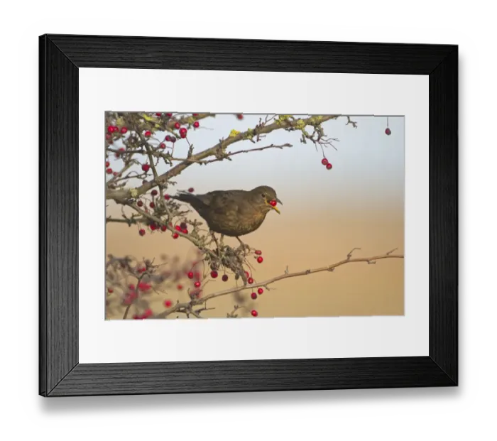 Framed Print : European Blackbird (Turdus merula) adult female, feeding on hawthorn berries, Norfolk, England, january Framed Print : European Blackbird (Turdus merula) adult female, feeding on hawthorn berries, Norfolk, England, january