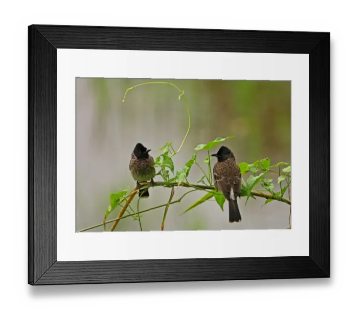 Framed Print : Red-vented Bulbul (Pycnonotus cafer cafer) endemic race, two adults, perched on vegetation, Sri Lanka, december Framed Print : Red-vented Bulbul (Pycnonotus cafer cafer) endemic race, two adults, perched on vegetation, Sri Lanka, december
