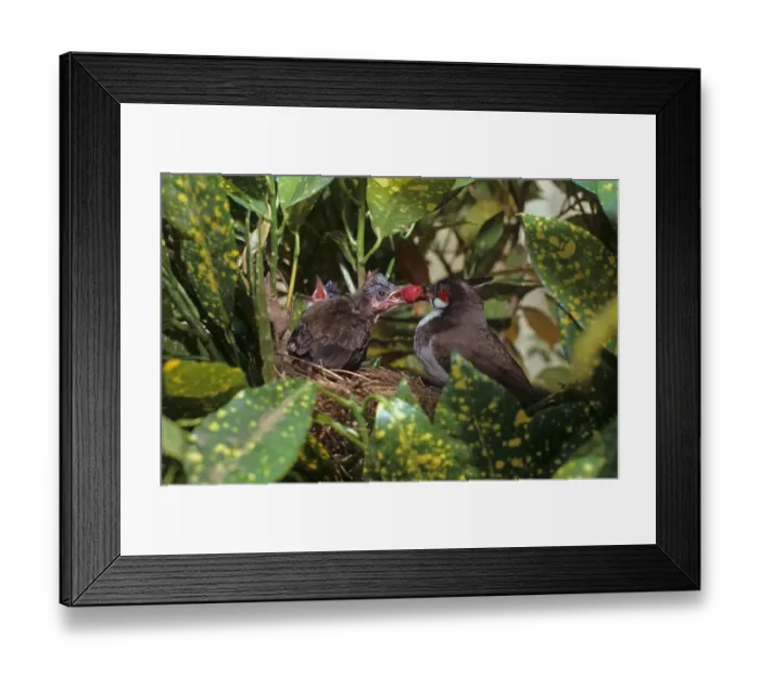 Framed Print : Red-whiskered Bulbul (Pycnonotus jocosus) adult, feeding fruit to chick in nest, Southern India Framed Print : Red-whiskered Bulbul (Pycnonotus jocosus) adult, feeding fruit to chick in nest, Southern India