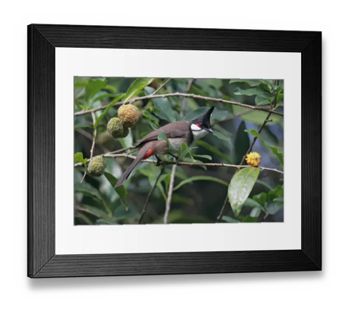 Framed Print : Red-whiskered Bulbul (Pycnonotus jocosus) adult, perched on twig in fruiting bush, Hong Kong, China, march Framed Print : Red-whiskered Bulbul (Pycnonotus jocosus) adult, perched on twig in fruiting bush, Hong Kong, China, march
