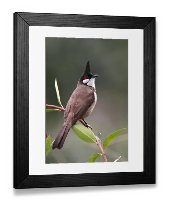 Framed Print : Red-whiskered Bulbul (Pycnonotus jocosus) adult, perched on stem, Hong Kong, China, march