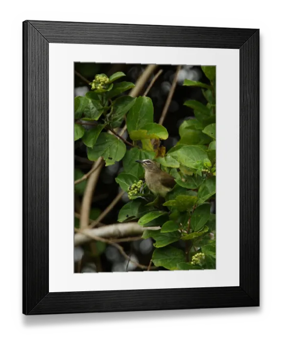 Framed Print : White-browed Bulbul (Pycnonotus luteolus insulae) endemic race, adult, perched in bush, Sri lanka, december