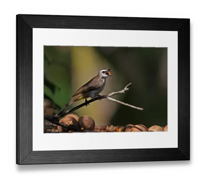 Framed Print : Yellow-vented Bulbul (Pycnonotus goiavier personatus) adult, swallowing fruit, feeding at birdtable, Kaeng Krachan N. P. Thailand, november Framed Print : Yellow-vented Bulbul (Pycnonotus goiavier personatus) adult, swallowing fruit, feeding at birdtable, Kaeng Krachan N. P. Thailand, november