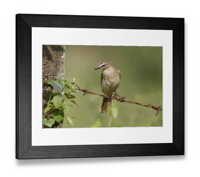 Framed Print : White-browed Bulbul (Pycnonotus luteolus) adult, perched on barbed wire fence, Sri Lanka Framed Print : White-browed Bulbul (Pycnonotus luteolus) adult, perched on barbed wire fence, Sri Lanka