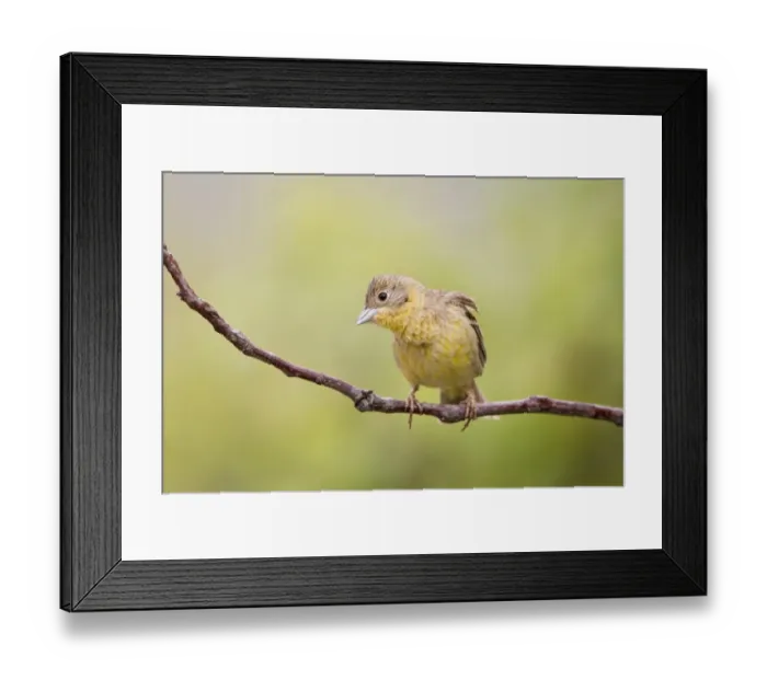 Framed Print : Black-headed Bunting (Emberiza melanocephala) adult female, perched on twig, Bulgaria, may Framed Print : Black-headed Bunting (Emberiza melanocephala) adult female, perched on twig, Bulgaria, may