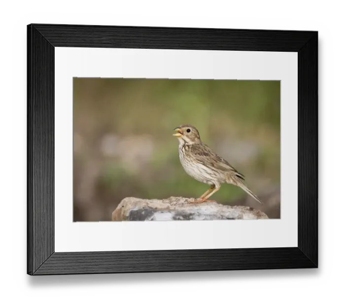 Framed Print : Corn Bunting (Miliaria calandra) adult male, singing, standing on rock, Bulgaria, may