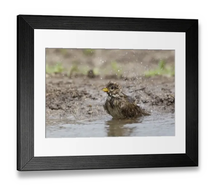 Framed Print : Corn Bunting (Miliaria calandra) adult, bathing, splashing water, Bulgaria, may Framed Print : Corn Bunting (Miliaria calandra) adult, bathing, splashing water, Bulgaria, may
