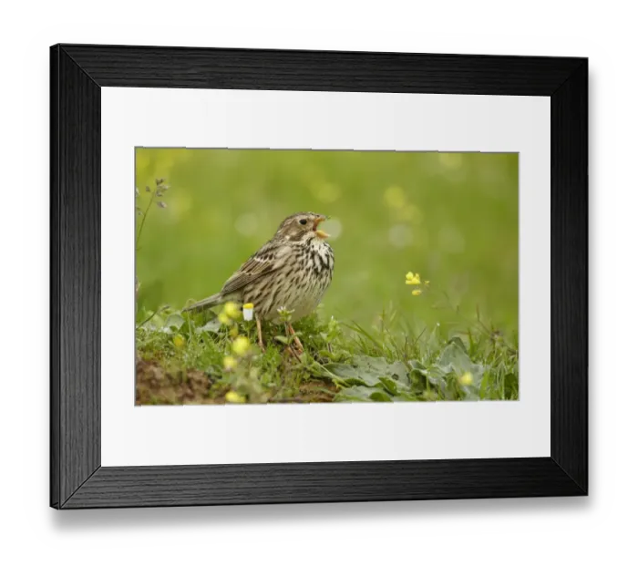 Framed Print : Corn Bunting (Miliaria calandra) adult, calling, standing on ground, Extremadura, Spain, april Framed Print : Corn Bunting (Miliaria calandra) adult, calling, standing on ground, Extremadura, Spain, april