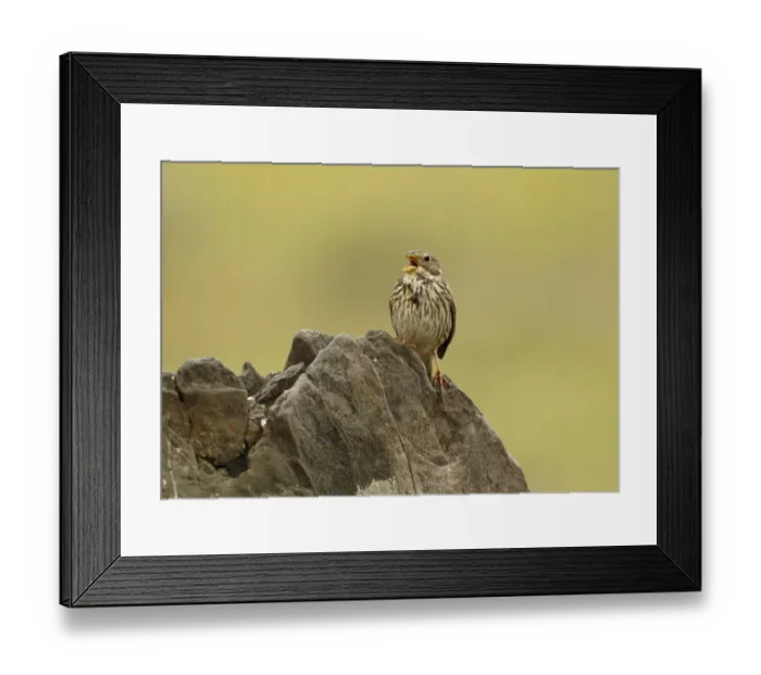 Framed Print : Corn Bunting (Miliaria calandra) adult, calling, perched on rock, Extremadura, Spain, april Framed Print : Corn Bunting (Miliaria calandra) adult, calling, perched on rock, Extremadura, Spain, april