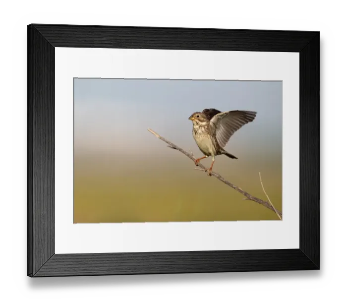 Framed Print : Corn Bunting (Miliaria calandra) adult, stretching wings, perched on stem, Southern Spain, april Framed Print : Corn Bunting (Miliaria calandra) adult, stretching wings, perched on stem, Southern Spain, april