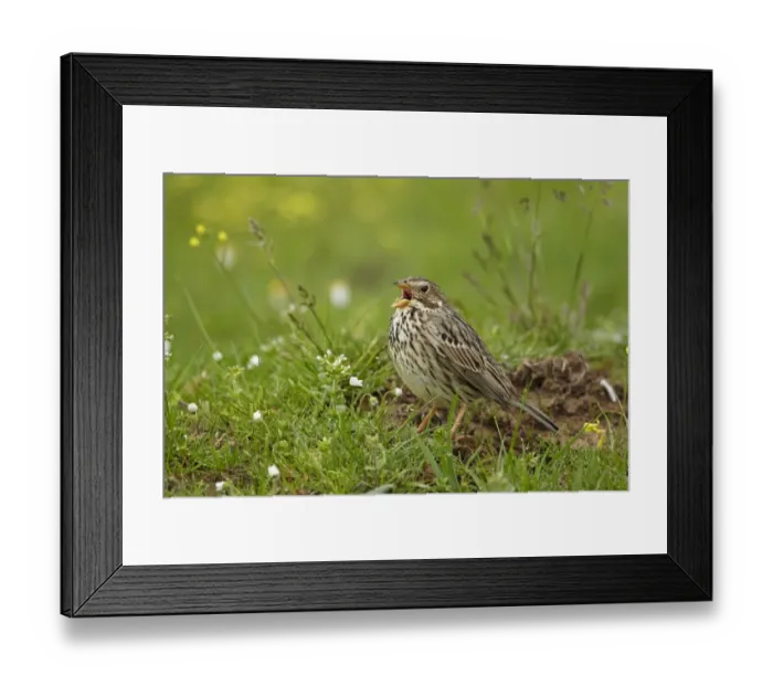 Framed Print : Corn Bunting (Miliaria calandra) adult, calling, standing on ground, Extremadura, Spain, april Framed Print : Corn Bunting (Miliaria calandra) adult, calling, standing on ground, Extremadura, Spain, april