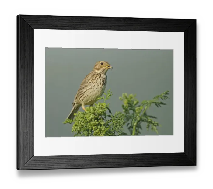 Framed Print : Corn Bunting (Miliaria calandra) adult, feeding, perched on chervil, Bulgaria, may Framed Print : Corn Bunting (Miliaria calandra) adult, feeding, perched on chervil, Bulgaria, may